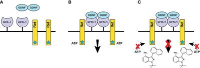 The Regulation of Spermatogonial Stem Cells in an Adult Testis by Glial Cell Line-Derived Neurotrophic Factor